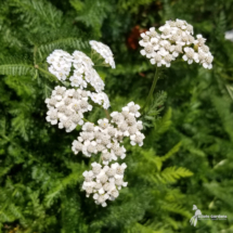 Achillea-millefolium-Common-Yarrow-Flower-