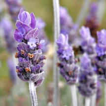Single_lavender_flower02